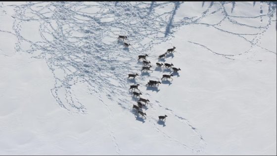 Caribou : les projets pilotes du Québec trop flous pour en calculer les impacts