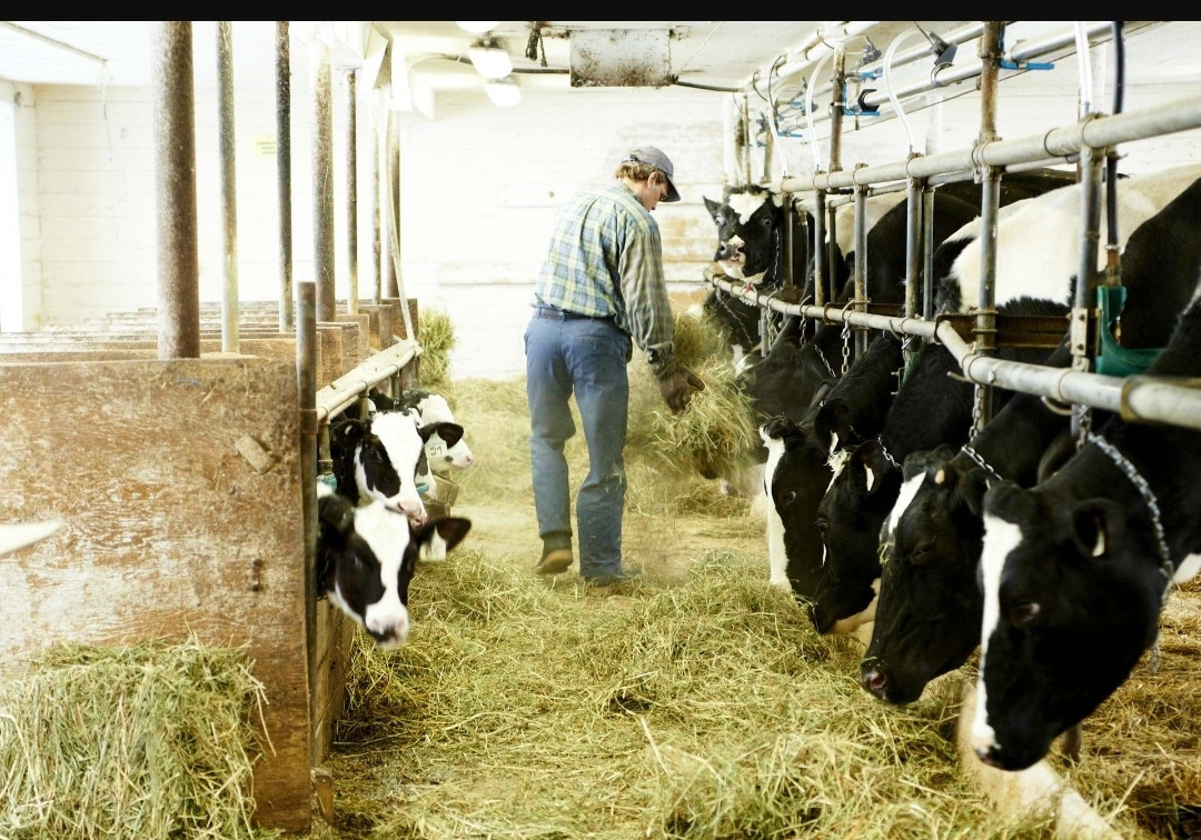 Ce que l’industrie laitière américaine attend vraiment du Canada