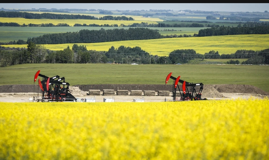 Les nouveaux droits de douane chinois sur le canola menacent les producteurs des Prairies