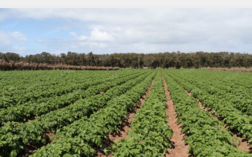 Province d’El Jadida : En qualité et en quantité, les champs promettent une belle récolte