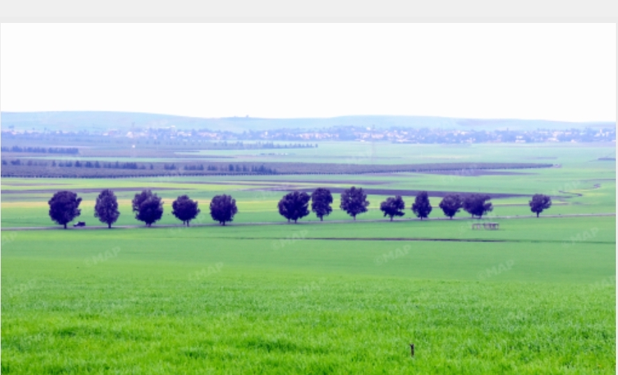 Rabat-Salé-Kénitra: les dernières précipitations ravivent les espoirs des agriculteurs (DRA)