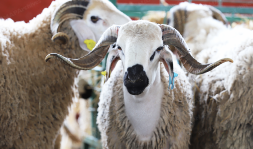 Reconstitution du cheptel national: Lancement de l’opération de contrôle et versement de la deuxième tranche de l’aide directe