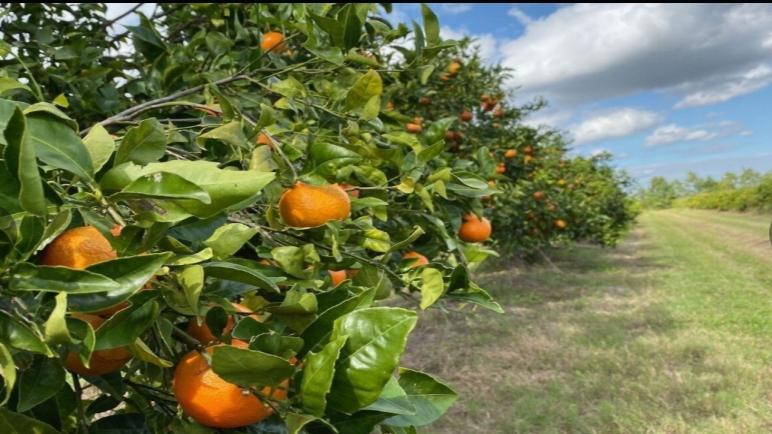 Une bactérie tue les orangers de la Floride